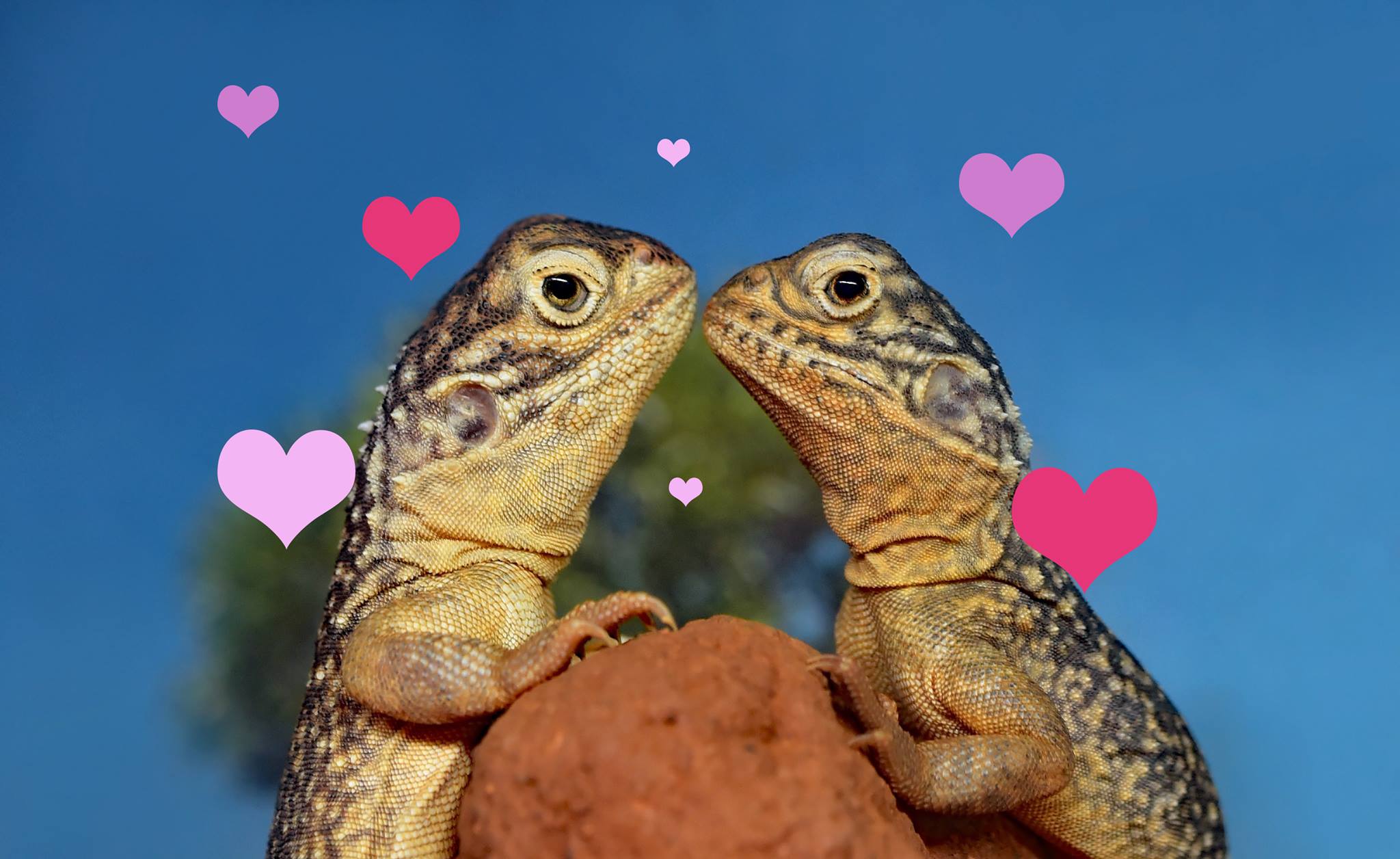 Speed Dating Gecko bar